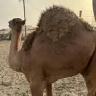 حاشي لباني