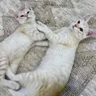 للتبني