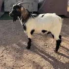 تيس قزم للبيع