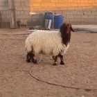 ذبائح للبيع