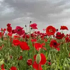 عرض خاص رقم 2 - بذور ازهار الربيع البرية