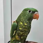 لوري سكالي