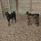 تيسين فل الفل