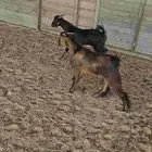 تيس مندي فل الفل