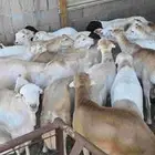 خرفان رفيدي فل الفل 950 ريال