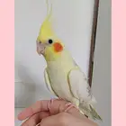 طائر كروان سنه ونص