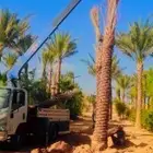يوجد لدينا نخل وصيانه