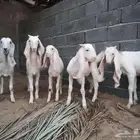 جفرات مطورات
