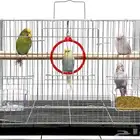 للتبني ابحث عن تبني عصافير (كوكتيل روز بادجي ) مريض