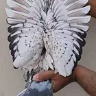جوز زاجل فراشه