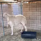 للبيع حريه ثنيه صنف