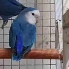 ذكر روز منتج