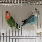 للبيع ذكرين روز