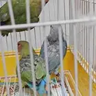 للبيع طبه طيور روز