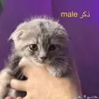 كتن قطط سكوتش للتبني