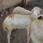 نعجة للبيع الموقع العيدابي