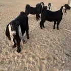 للبيع 3 جفرات وتيس طيبات العمر 6 شهور الصحه شرط