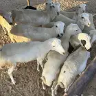 رخال رفيده