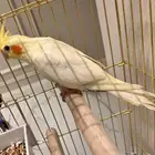 عصفور كراون للبيع اليف جدا