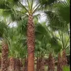نخل واشنطونيا زينه جميع المقاسات