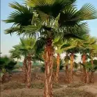 نخل واشنطني واشنطوانيا زينه للبيع