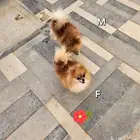 بومرينيان ذكر وانثى للبيع