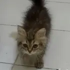 فطه شيرازي