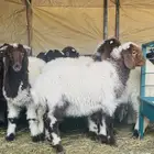 خرفان نعيم اعمارهن من شهرين ونص الى ثلاث شهور ونص