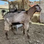 تيس ثلاجة 6 شهور