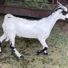 تيس حبصي ذبيحه