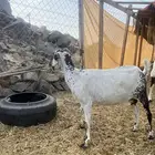 معزا بيشيات للبيع