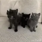 قطط كيتن سكوتش شيرازي