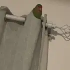 طير روز النوع انثى جاهز للإنتاج. السعر 180