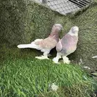 زوج تركي تفاحي