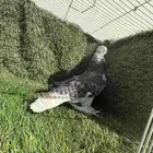 تفريد تركي ثلجي ومنقئ دبل كرست