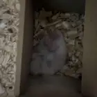 هامستر ابيض