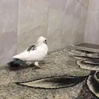 فرخ حب الرمان علا السوم