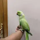 للبيع دره ذكر اليف
