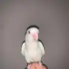 ببغاء روز اللبينو الليف وهدد للبيع