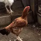 دجاج بيور