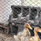 بط بكيني اسود وابيض. ... العدد 4. يصلح اكل ويصلح