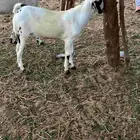 مشروع فحل بيشي فاخرر