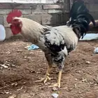 ديوك تركي