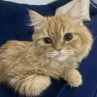 إنقاذ او تبني
