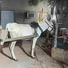 حماره حساويه اصيله للبيع اعزكم الله