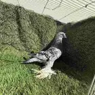 انثئ ثلجي مكتف