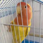 طير روز