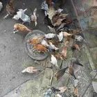 دجاج بلدي