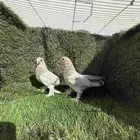 طبات تركي كرست