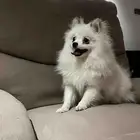 كلبه انثى بومرينيان